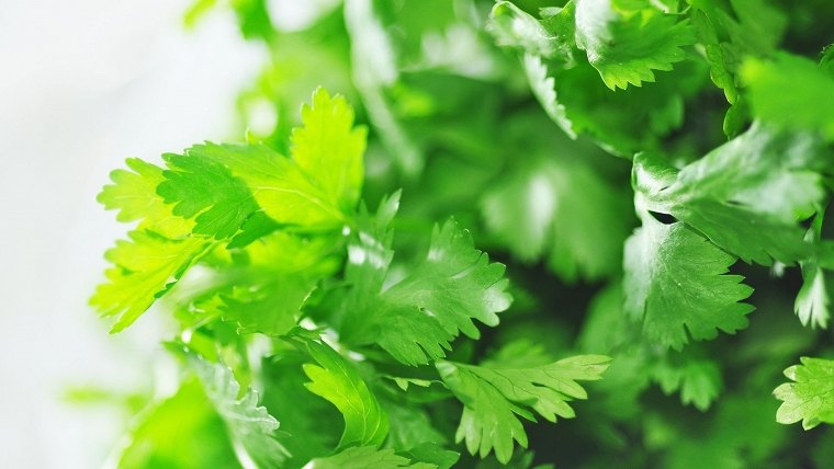 Cilantro Chutney
