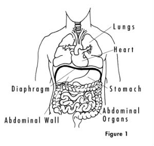 diaphragm exercises
