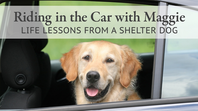 Lessons from our dogs