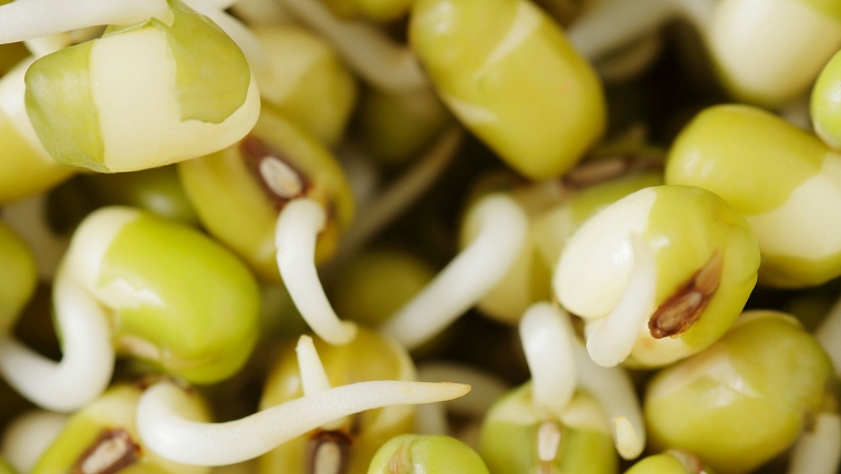 sprouted mung soup