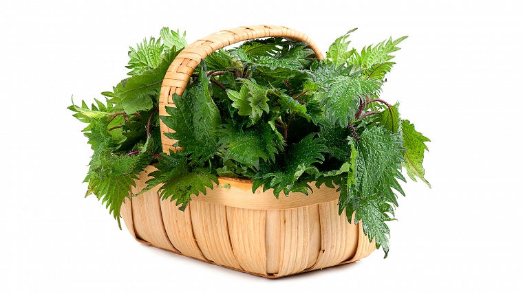 Steamed Nettles