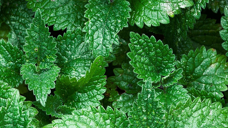 Stinging Nettles