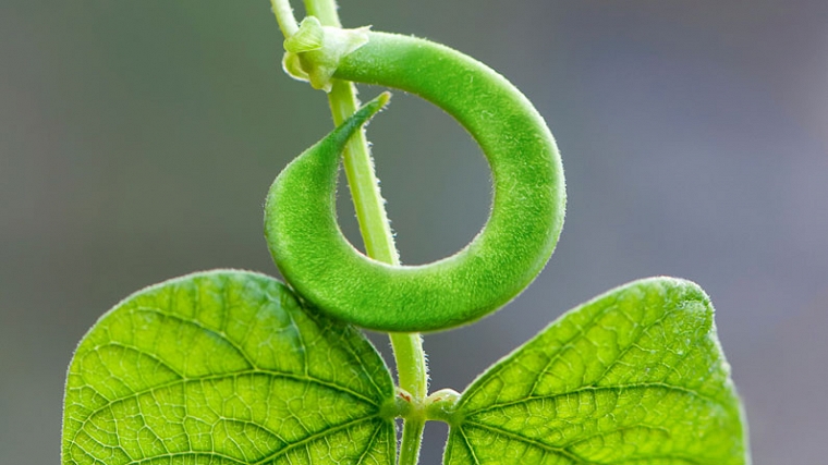 Green Beans